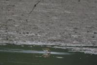 Calidris minuta