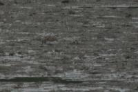 Calidris minuta