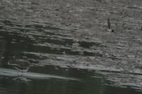 Calidris minuta