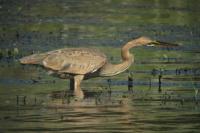 Ardea purpurea