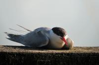 Sterna hirundo