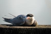 Sterna hirundo