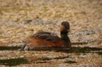 Podiceps nigricollis