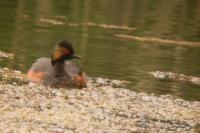 Podiceps nigricollis