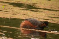 Podiceps nigricollis