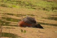 Podiceps nigricollis