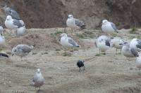 Larus argentatus