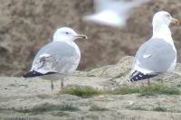 Larus cachinnans