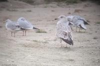 Larus argentatus