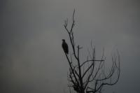 Haliaeetus albicilla