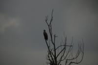 Haliaeetus albicilla