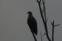 Haliaeetus albicilla