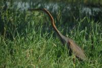 Ardea purpurea