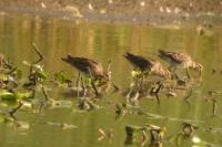 Gallinago gallinago