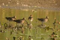 Gallinago gallinago