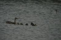 Anas platyrhynchos