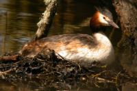 Podiceps cristatus