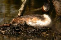 Podiceps cristatus