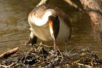 Podiceps cristatus