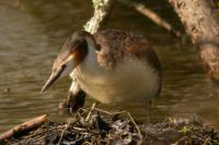 Podiceps cristatus