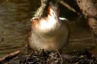 Podiceps cristatus