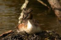 Podiceps cristatus