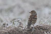 Fringilla montifringilla