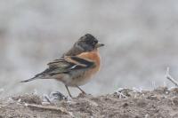 Fringilla montifringilla