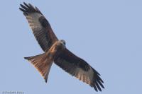 Milvus milvus