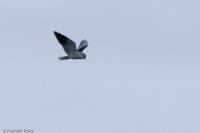 Elanus caeruleus