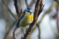 Cyanistes caeruleus