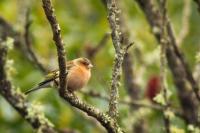 Fringilla coelebs