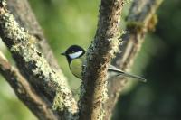 Parus major