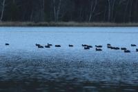 Fulica atra