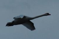 Cygnus olor