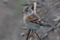 Fringilla montifringilla