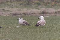 Larus cachinnans