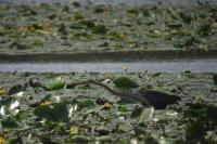 Ardea purpurea