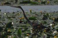 Ardea purpurea