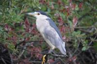 Nycticorax nycticorax