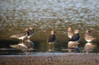 Vanellus vanellus