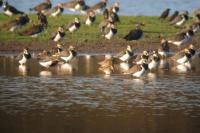 Vanellus vanellus