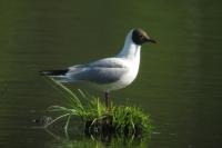 Chroicocephalus ridibundus