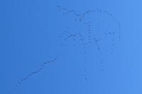Grus grus