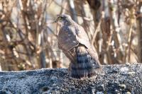 Accipiter nisus