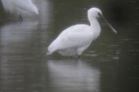 Platalea leucorodia