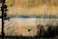 Alcedo atthis