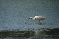 Platalea leucorodia