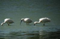 Platalea leucorodia