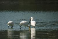Platalea leucorodia
